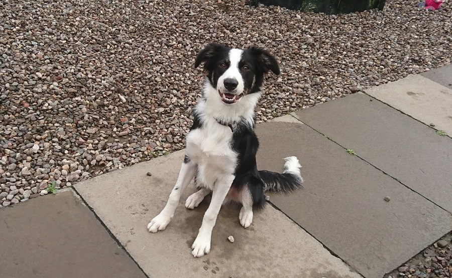 Bailey, 6mo Border Collie Perthshire Abandoned Dog Society Rehoming