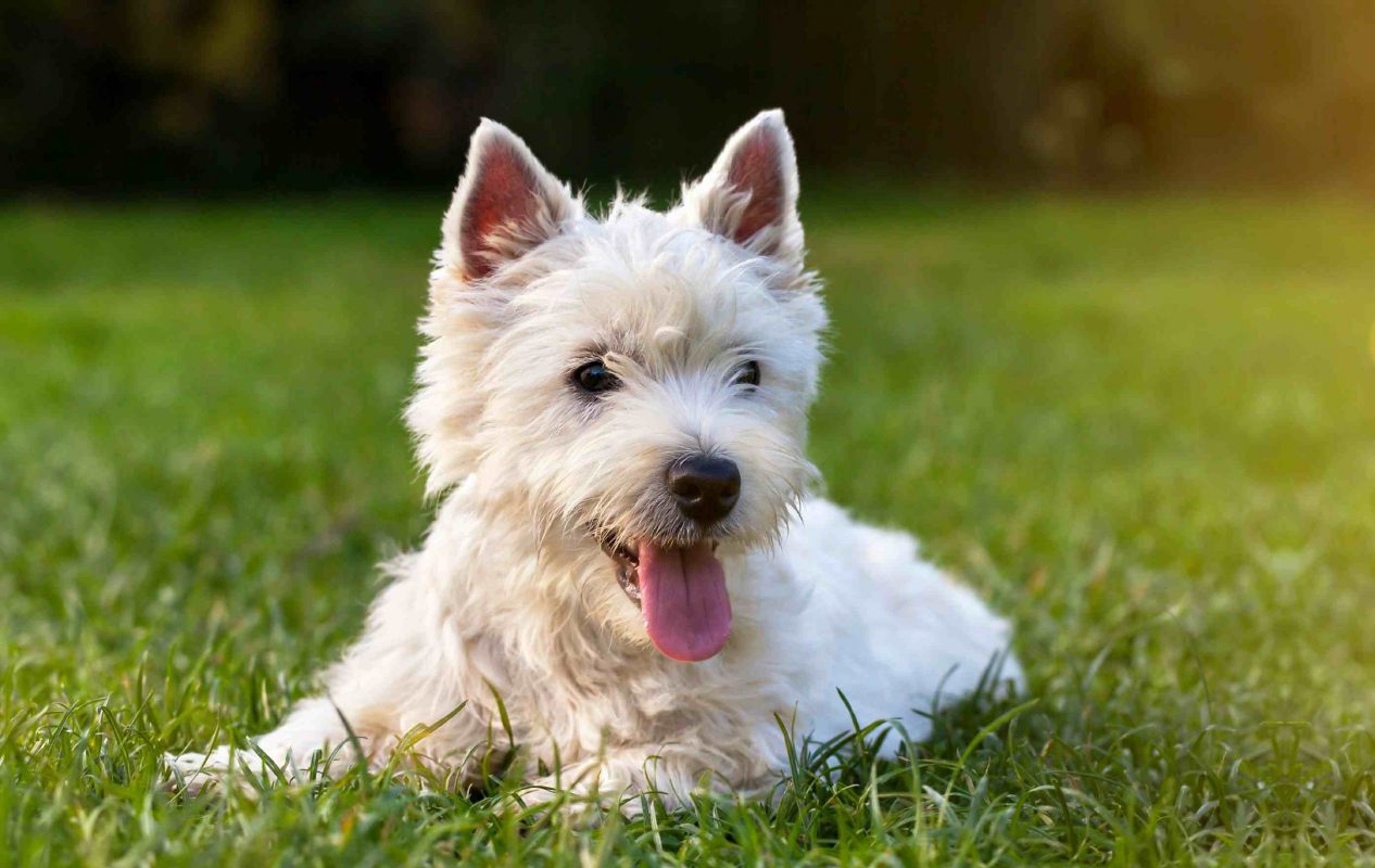 West Highland Terrier laying in the grass