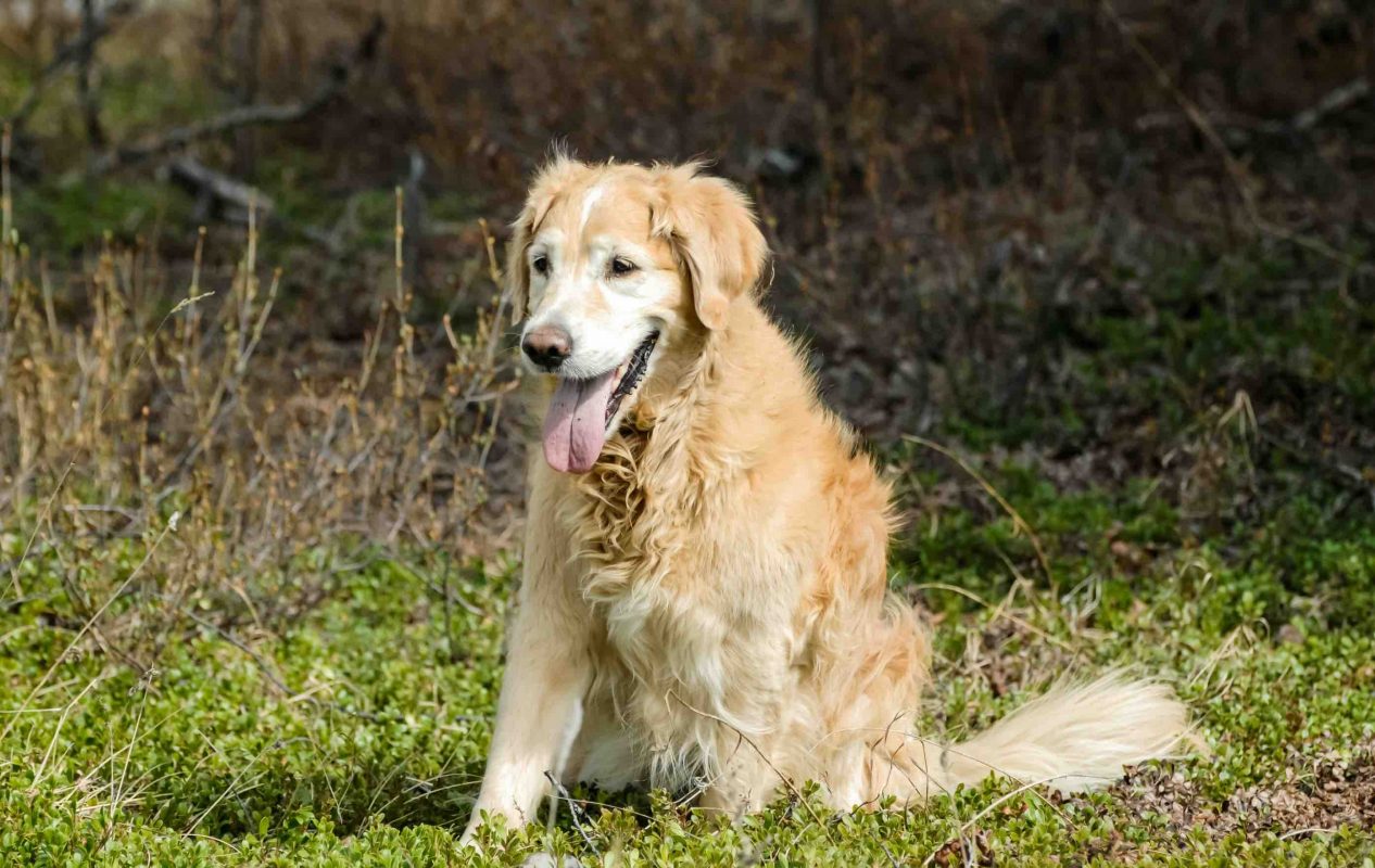Old Golden Retriever sitting on the grass