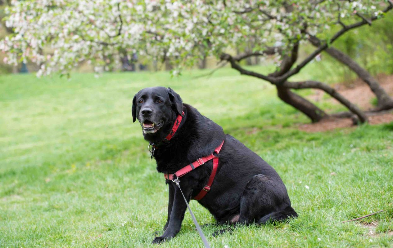 Old Black Labrador with a red collar sitting down on the grass