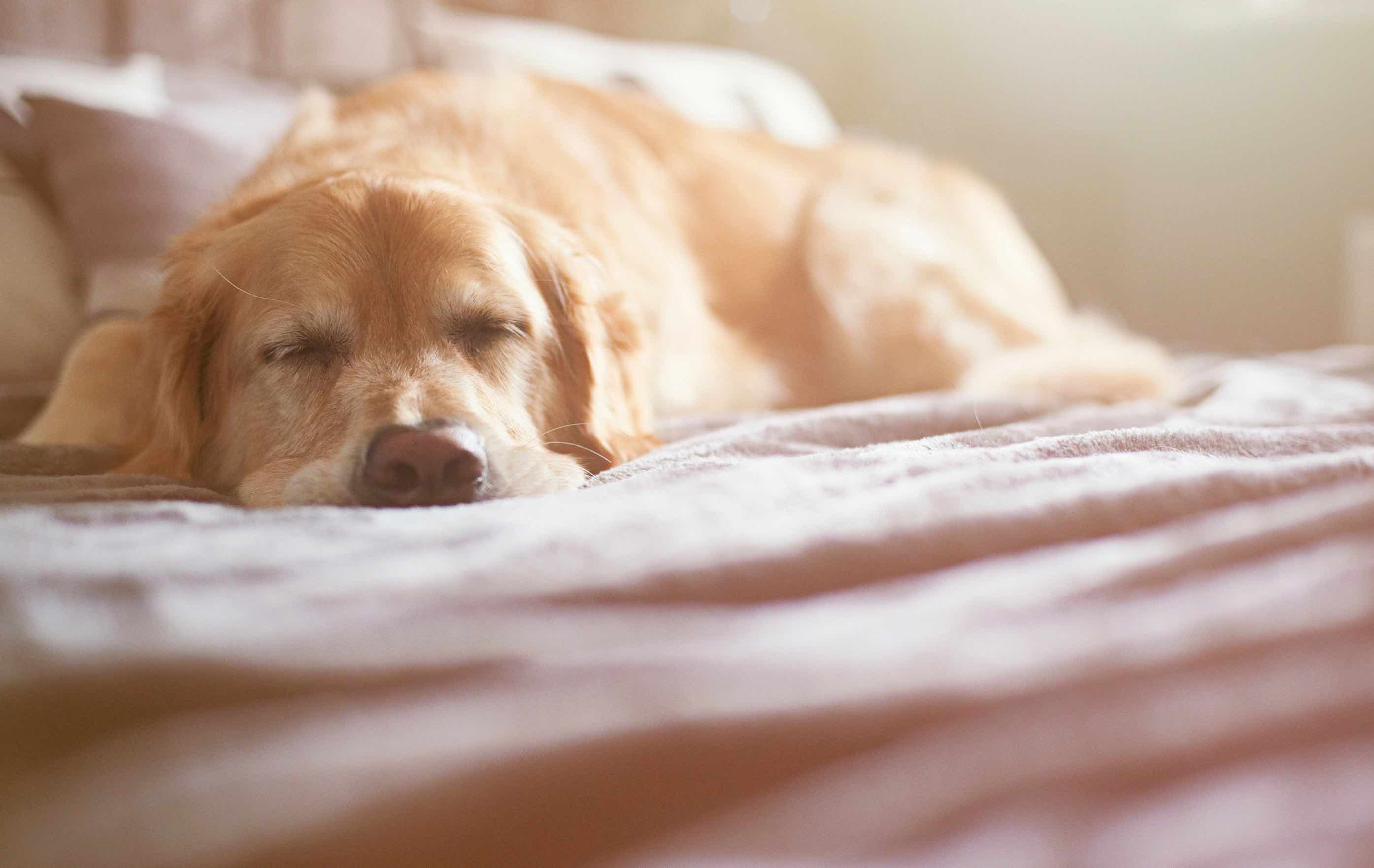 A sleeping dog lying on a bed