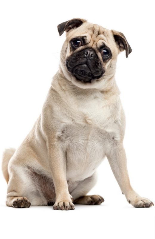 Pug sitting and looking at the camera, isolated on white