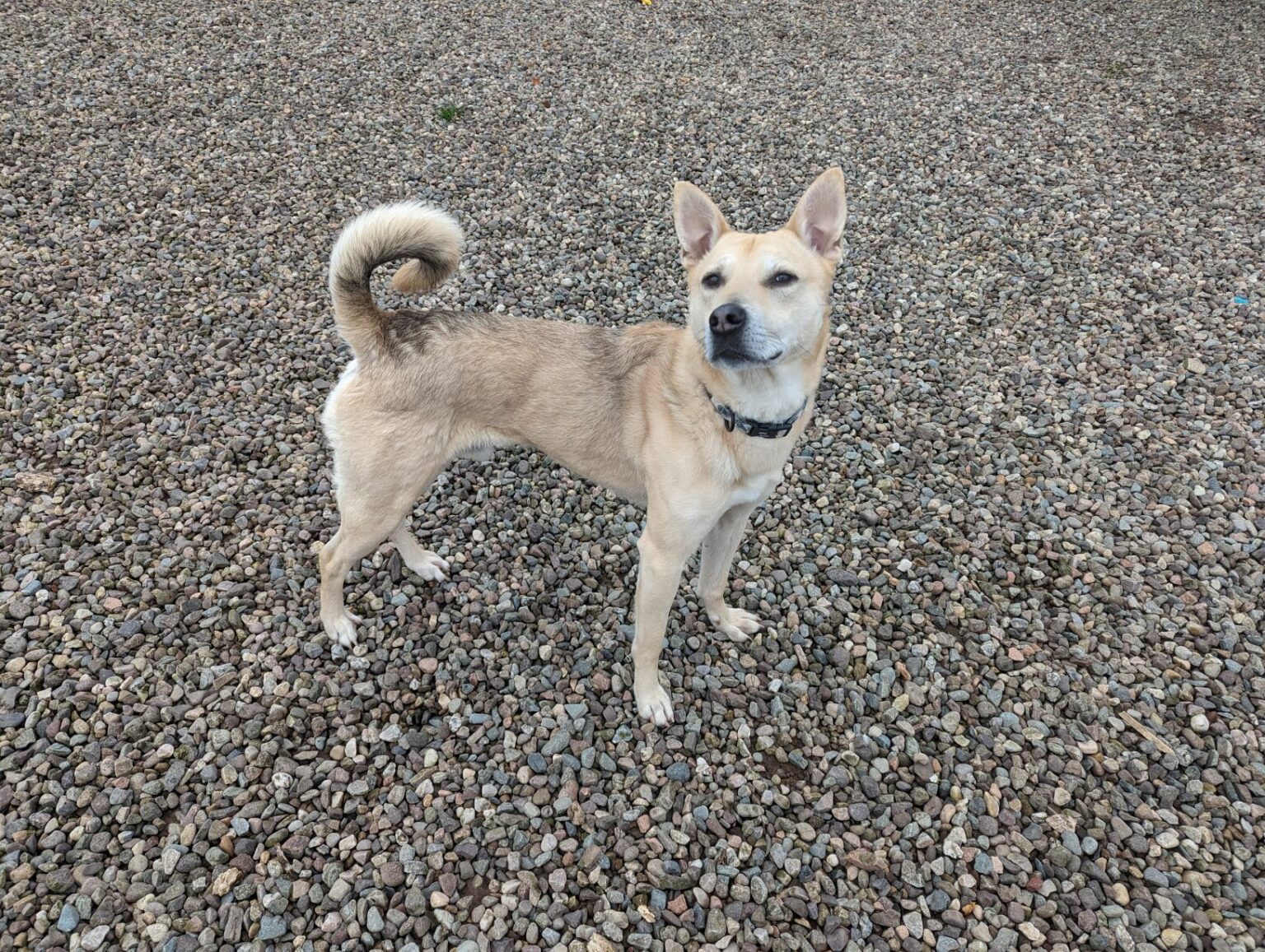Ronnie, 5yo Romanian Crossbreed Perthshire Abandoned Dog Society