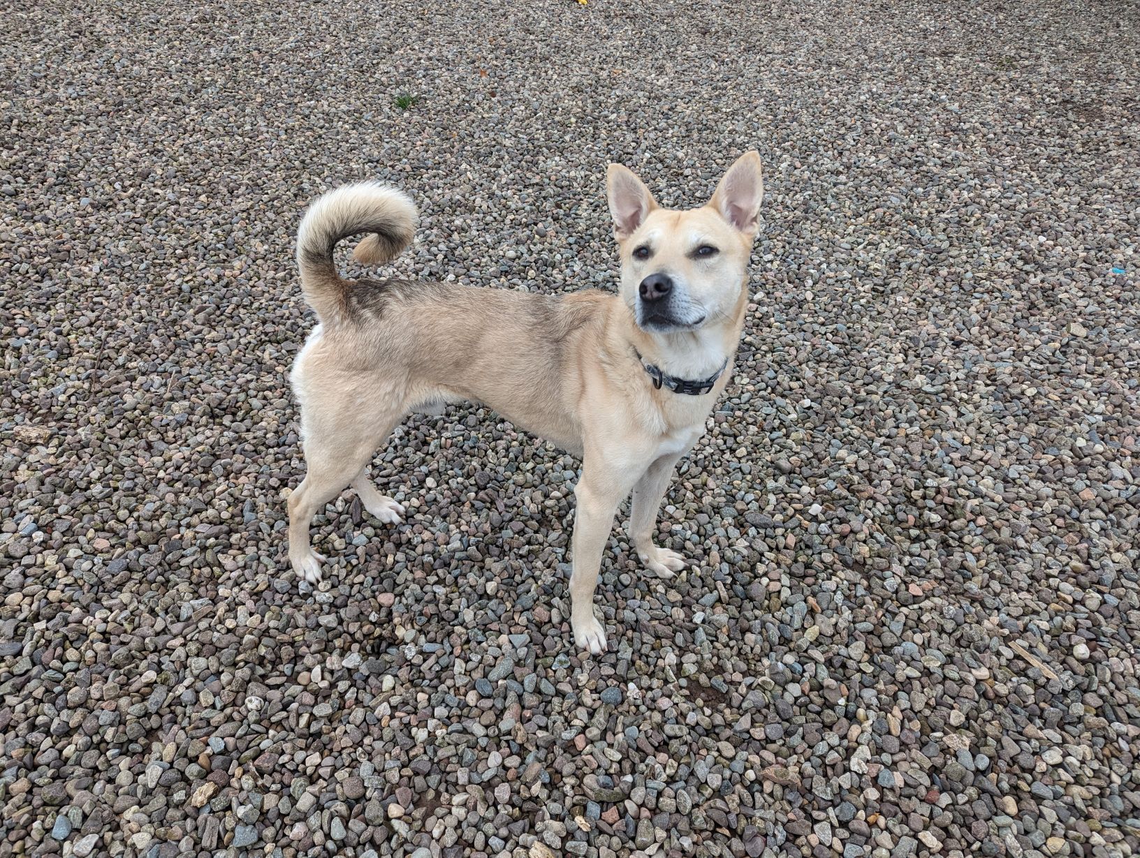 Ronnie, 5yo Romanian Crossbreed Perthshire Abandoned Dog Society