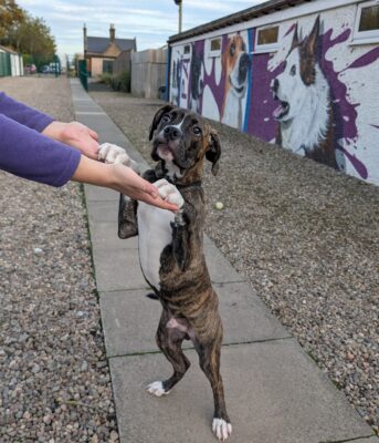 Boss, a 5 months old male Mastiff X available for adoption from Pads Dog Rescue in Scotland
